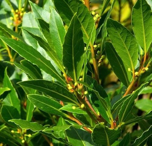 Defne - Laurus nobilis L.3 Adet