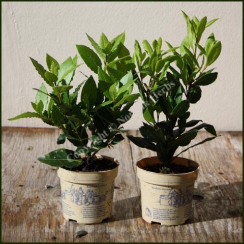 Defne - Laurus nobilis L.3 Adet
