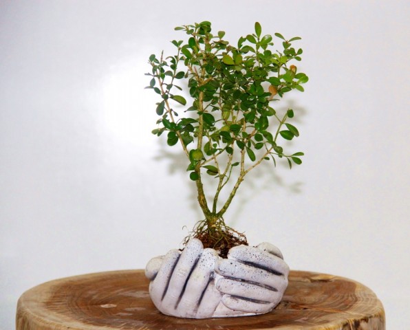 Dekoratif Avuç Saksıda Bonsai Buxus