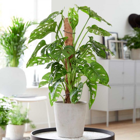 Delikli Devetabanı (Monstera Adansonii Monkey Mask) Sopalı 2 Adet