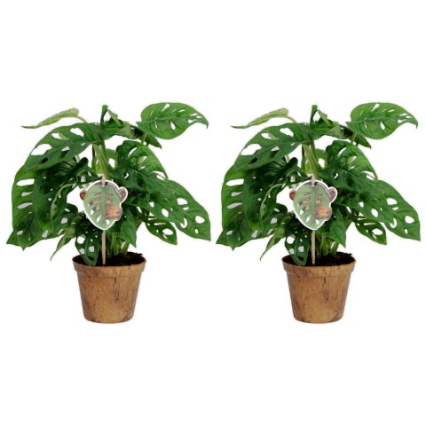 Delikli Devetabanı (Monstera Adansonii Monkey) Saksılı 2 Adet