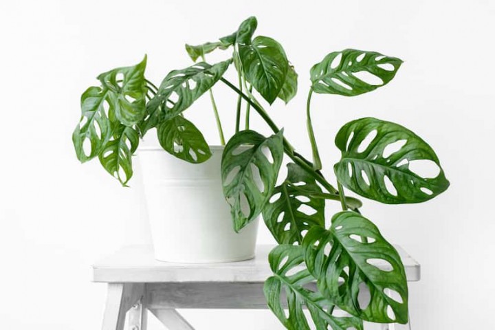 Delikli Devetabanı (Monstera Adansonii Monkey) Saksılı 2 Adet
