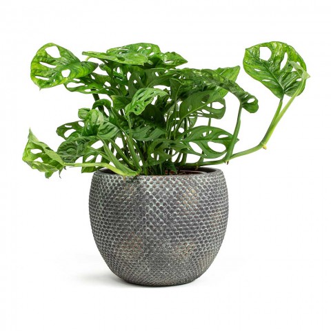 Delikli Devetabanı (Monstera Adansonii Monkey) Saksılı 2 Adet