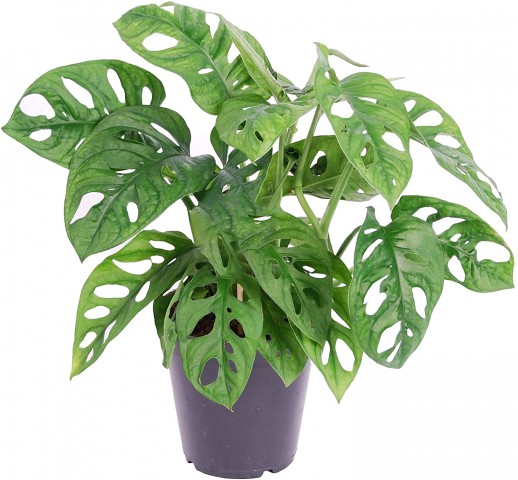 Delikli Devetabanı (Monstera Adansonii Monkey) Saksılı