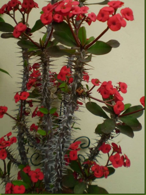 Dikenler Tacı -  Euphorbia milii Kırmızı