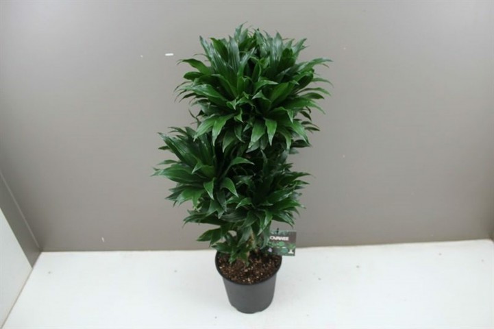 Draceana Compacta 2 Gövdeli