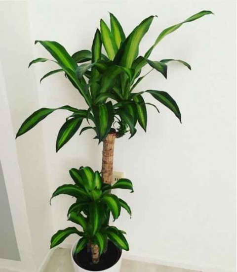 Dracena Massengena 2’li 100-120 cm