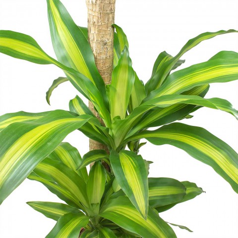 Dracena Massengena 2’li 100-120 cm