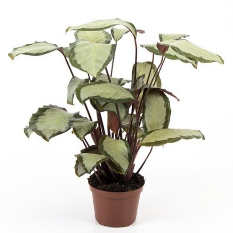 Dua Çiçeği - Calathea Picturata