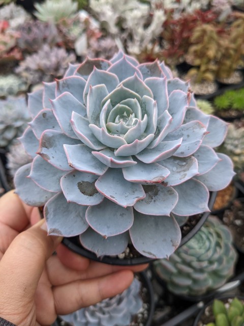 Echeveria Morning Beauty – Sabah Güzeli Sukulent 20 Adet