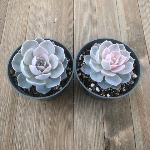 Echeveria Morning Beauty – Sabah Güzeli Sukulent 20 Adet