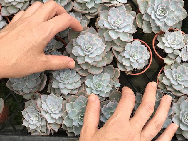 Echeveria Morning Beauty - Sabah Güzeli Sukulent 50 Adet