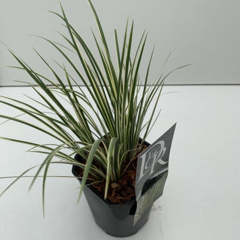 Eğir Otu Bitkisi 10 Adet