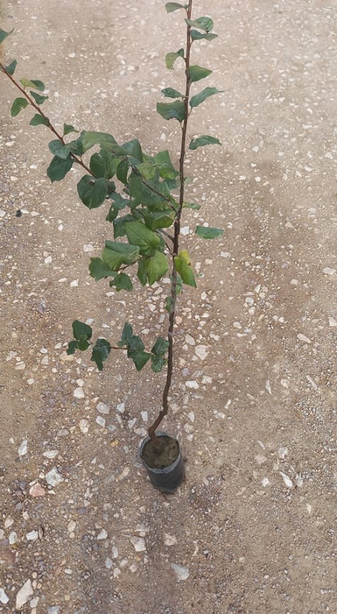 Ekmek Ayvası Fidanı 3 Yaş Tüplü ve Aşılı 5 Adet