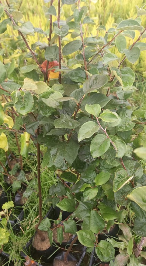 Ekmek Ayvası Fidanı 3 Yaş Tüplü ve Aşılı