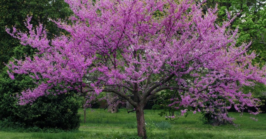 Erguvan Ağacı (Cercis siliquastrum) 3 Adet