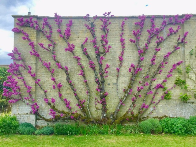 Erguvan Ağacı (Cercis siliquastrum) 3 Adet
