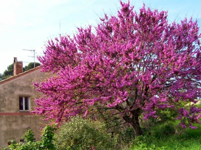 Erguvan Ağacı (Cercis siliquastrum) 3 Adet