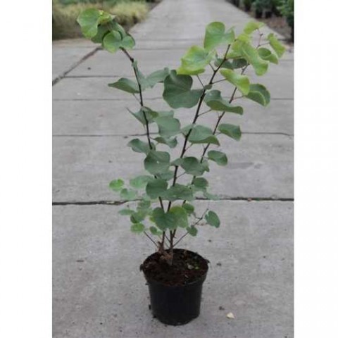 Erguvan Ağacı (Cercis siliquastrum) 3 Adet