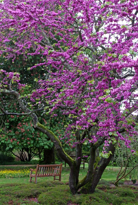 Erguvan Ağacı (Cercis siliquastrum)