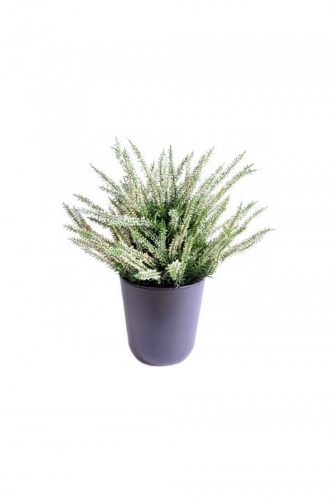 Erika (Funda) Çiçeği – Erica Carnea - Beyaz