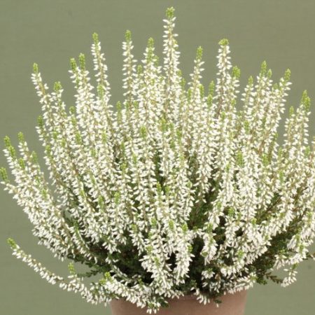 Erika (Funda) Çiçeği – Erica Carnea - Beyaz