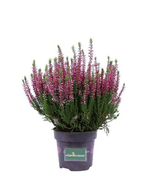 Erika (Funda) Çiçeği – Erica Carnea - Mor