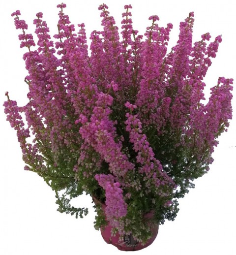 Erika (Funda) Çiçeği – Erica Carnea - Mor