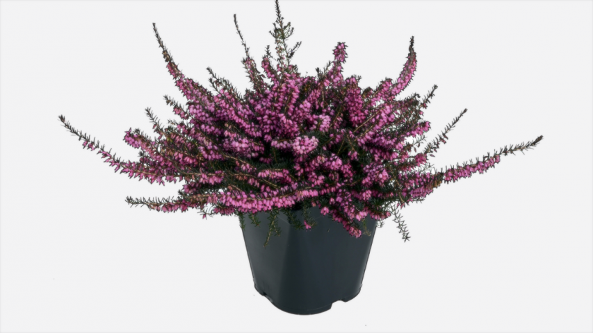 Erika (Funda) Çiçeği – Erica Carnea - Mor