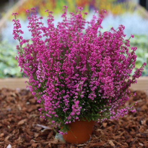 Erika (Funda) Çiçeği – Erica Carnea - Mor