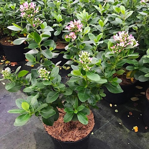 Eskolonya  Pembe Çiçekli - Escallonia Cardinallis 5 Adet