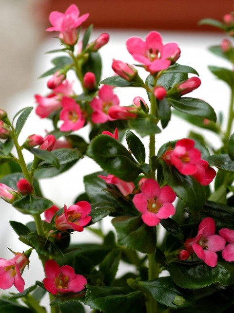 Eskolonya  Pembe Çiçekli - Escallonia Cardinallis 3 Adet