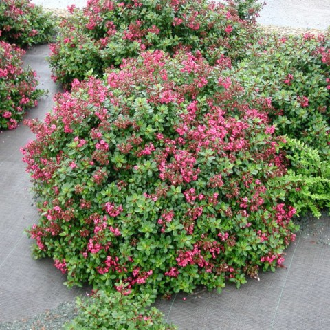 Eskolonya  Pembe Çiçekli - Escallonia Cardinallis 3 Adet