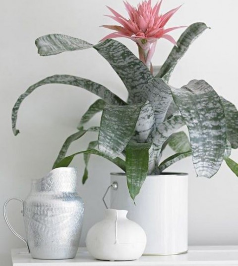 Eşmeya – Kupa Çiçeği (Aechmea)