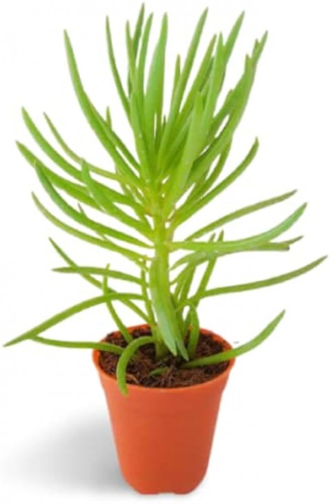 Etli Çalı Senecio – Senecio Himalaya - Senecio Barbertonicus 10 Adet