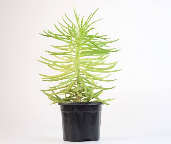 Etli Çalı Senecio – Senecio Himalaya - Senecio Barbertonicus 10 Adet