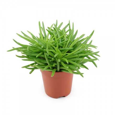 Etli Çalı Senecio – Senecio Himalaya - Senecio Barbertonicus 20 Adet