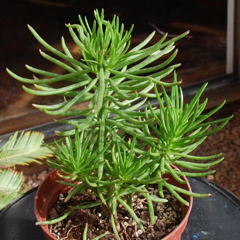 Etli Çalı Senecio – Senecio Himalaya - Senecio Barbertonicus 20 Adet