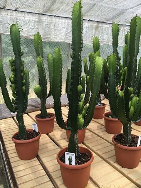 Euphorbia Acrurensis – Yalancı Kaktüs 20-40 cm