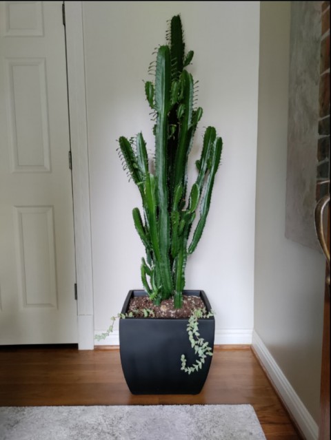 Euphorbia Acrurensis – Yalancı Kaktüs 20-40 cm