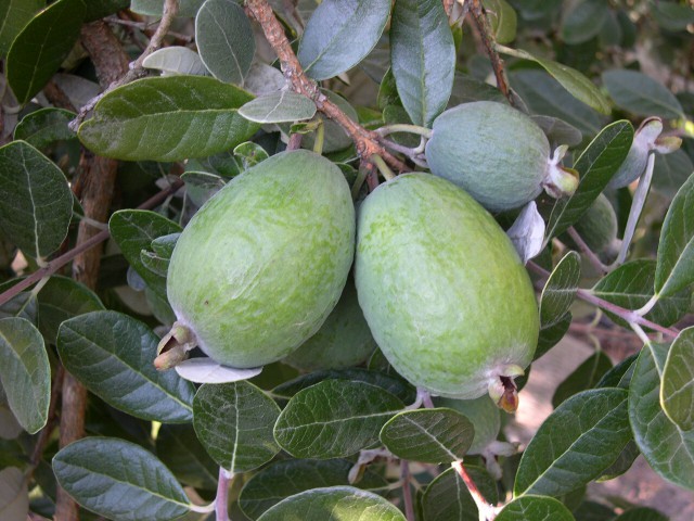 Feijoa Kaymak Ağacı Fidanı 3 Yaş 10 Adet