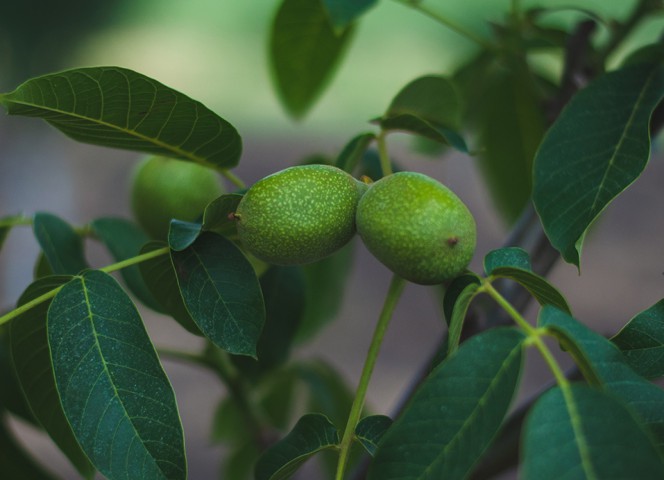 Fernor Ceviz Fidanı 3 Yaş Tüplü ve Aşılı 3 Adet