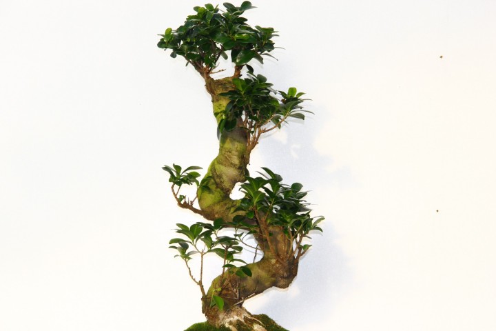 Ficus Bonsai S Form 60 -80 Cm