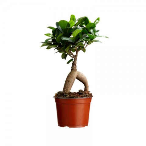 Ficus Ginseng Bonsai 2 Adet