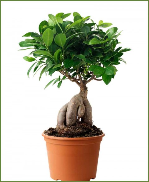 Ficus Ginseng Bonsai 3 Adet
