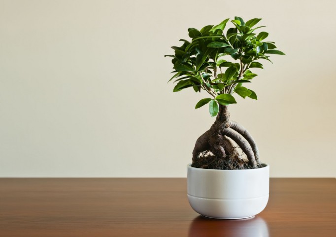 Ficus Ginseng Bonsai 5 Adet