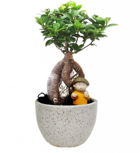 Ficus Ginseng Bonsai