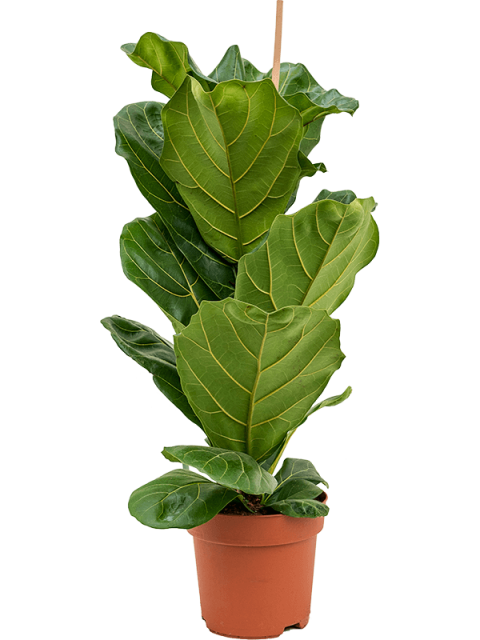 Ficus Lyrata - Keman Yapraklı Kauçuk 60-80 cm