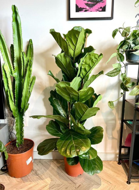 Ficus  Lyrata - Keman Yapraklı Kauçuk 60-80 cm