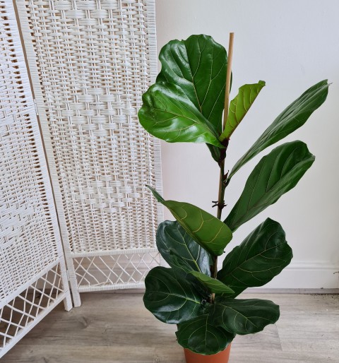 Ficus  Lyrata - Keman Yapraklı Kauçuk 60-80 cm